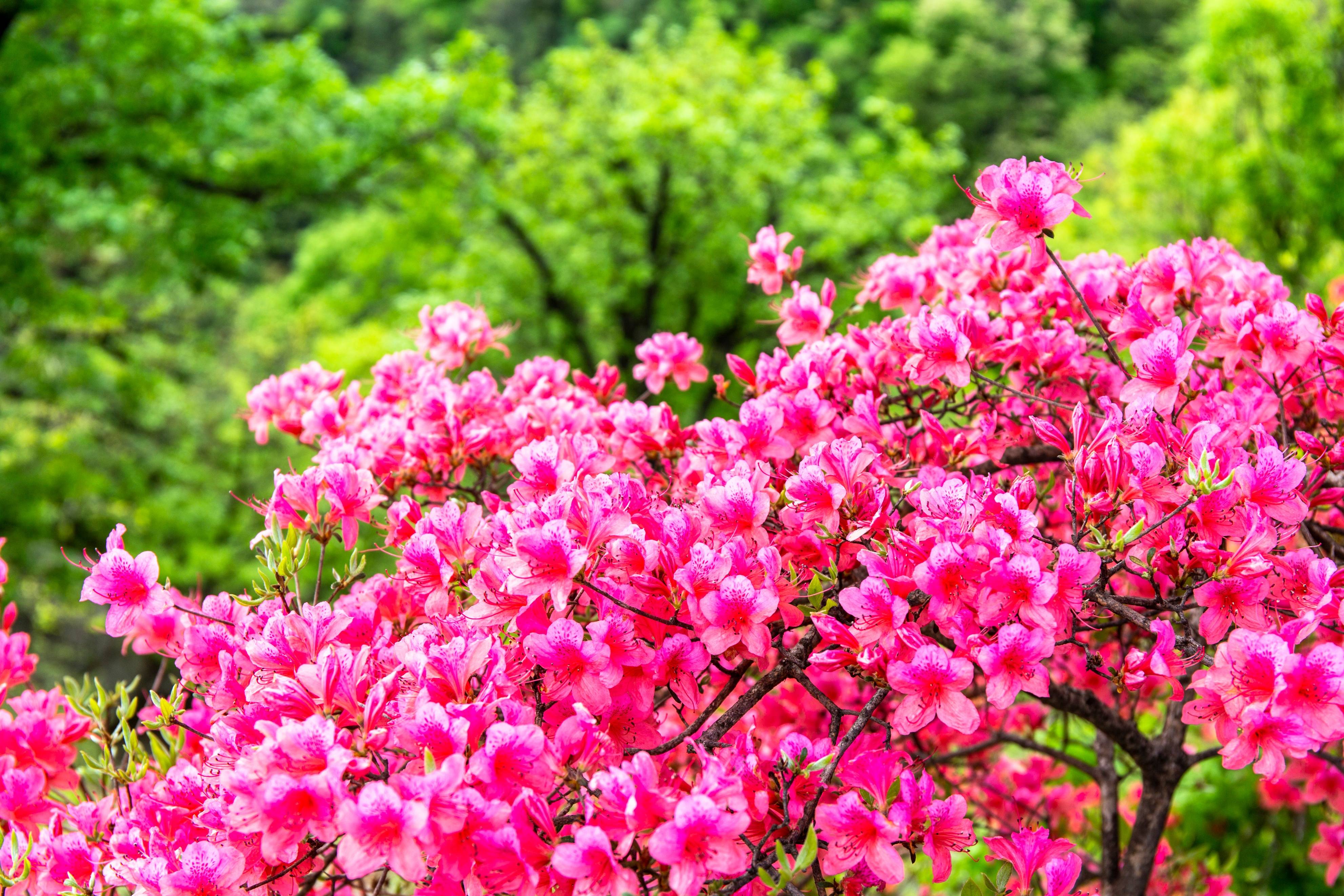 鲁山县平沟杜鹃岭图片