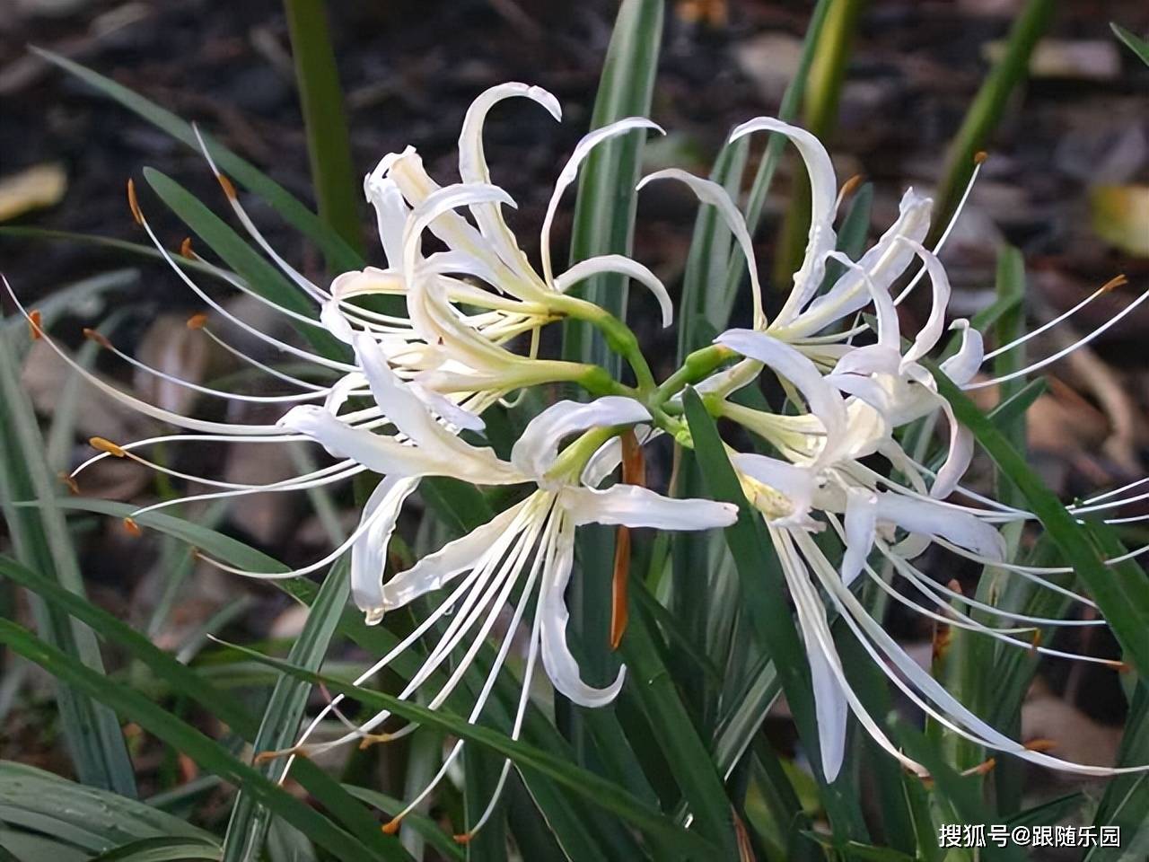 长在 黄泉路 上的 鬼花 好看 不吉利 为什么还有人养 花卉 开花 石蒜