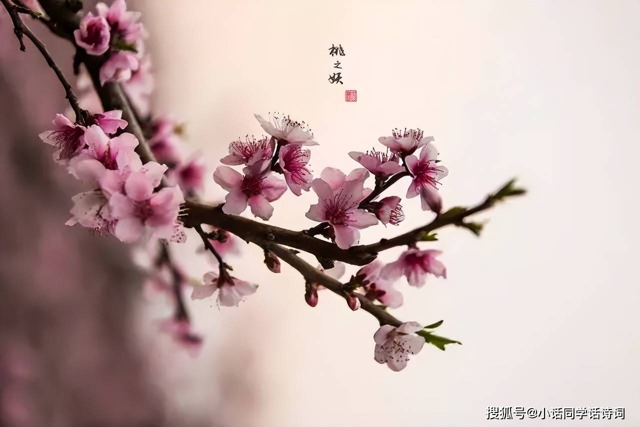 原创桃之夭夭灼灼其华最美的这首桃花诗也是对爱情与婚姻的祝福