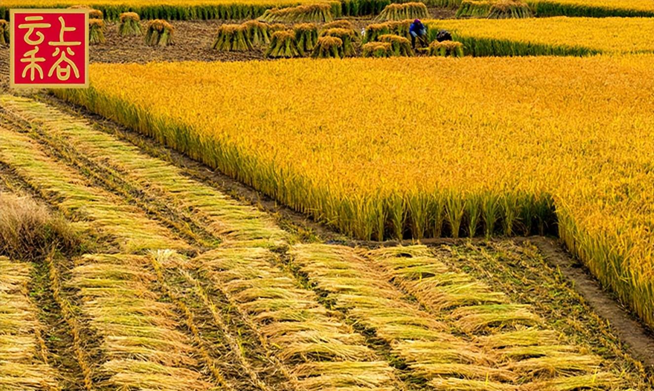 云上禾谷丨一碗米饭的艰辛,是生命的延续与日常_种植_水稻_大米