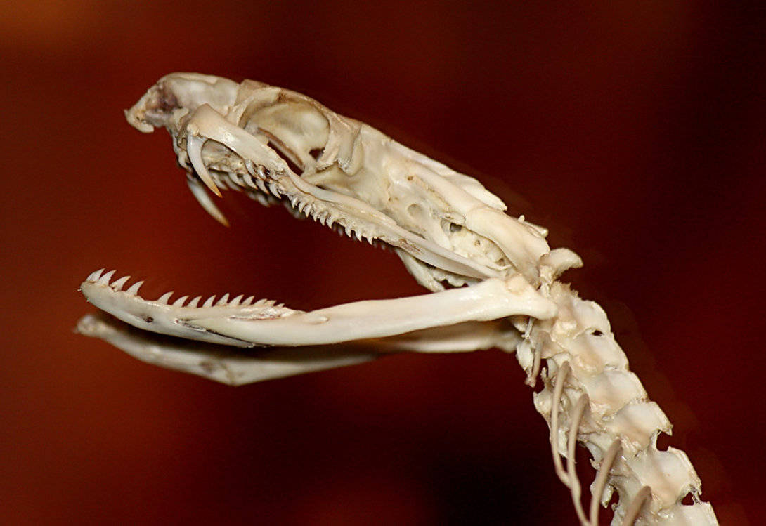 35米长的眼镜王蛇闯到女孩家门口蛇最怕什么雄黄真不怕