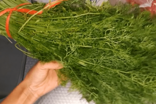 原创农村这菜到处是城里8块钱1斤买不到包包子实在香好吃更养胃