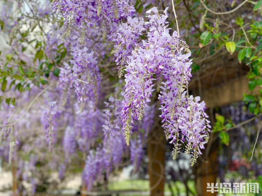 紫藤花开摇曳多姿 风铃 花香 花蔓