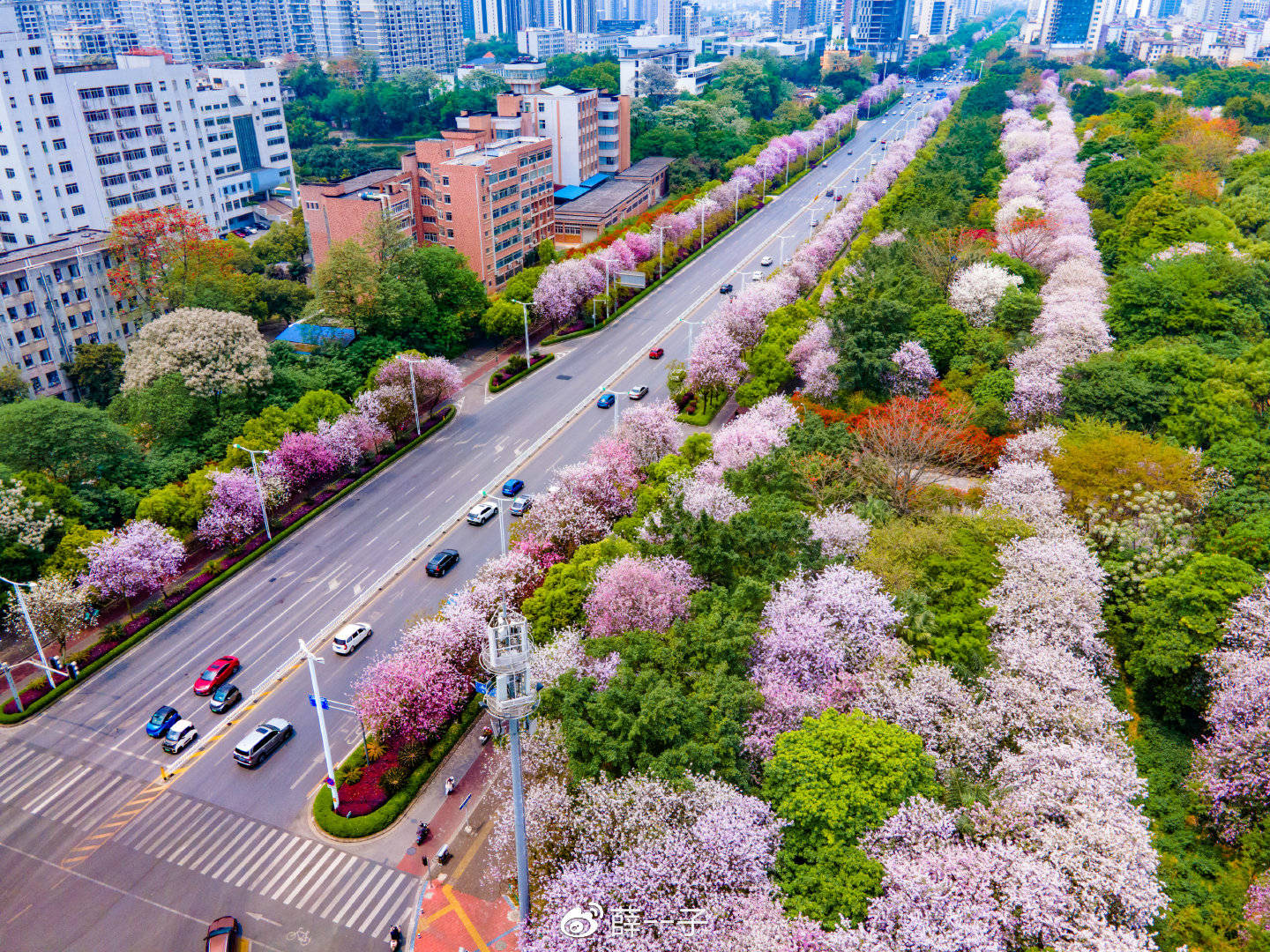 2022年柳州紫荆花图片