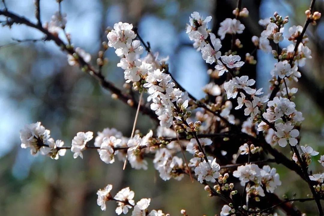 云赏花 | 杨浦公园这一串串“白色珍珠”美翻了_樱花_灌木_带着