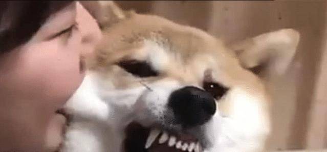 狗狗咬人表情包图片