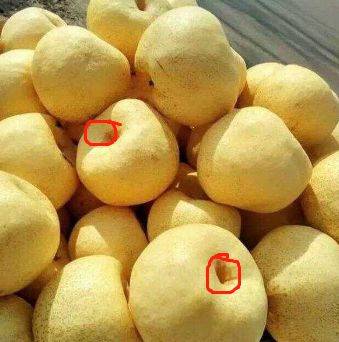 秋季干燥多吃雪梨,教你4招轻松挑出"母梨",甜润又多汁儿_梨子_时候