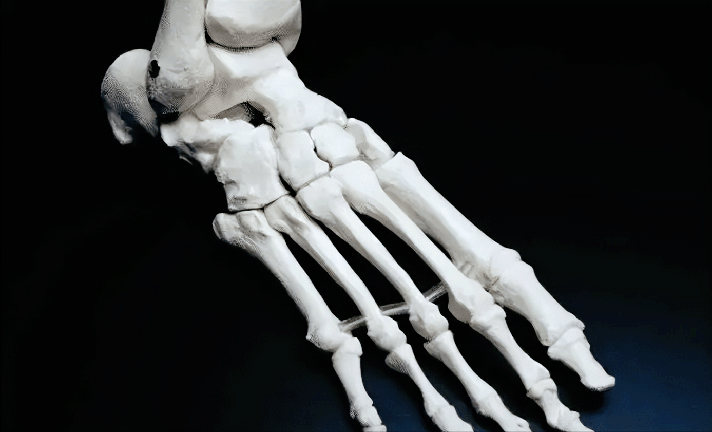 原创人体共有206块骨头为何中国人却只有204块那两块去哪了