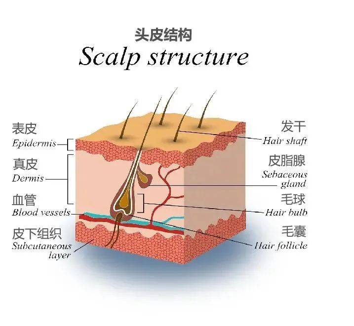 头部皮肤解剖图图片