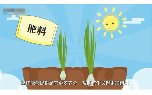 视频看看韭菜的生长速度有多快像不像股市的你