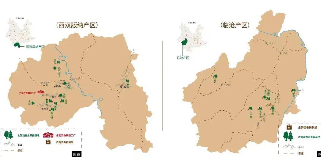 古韻流香深耕古樹茶十五載,彙集一品十山味_普洱茶_臨滄_茶樹