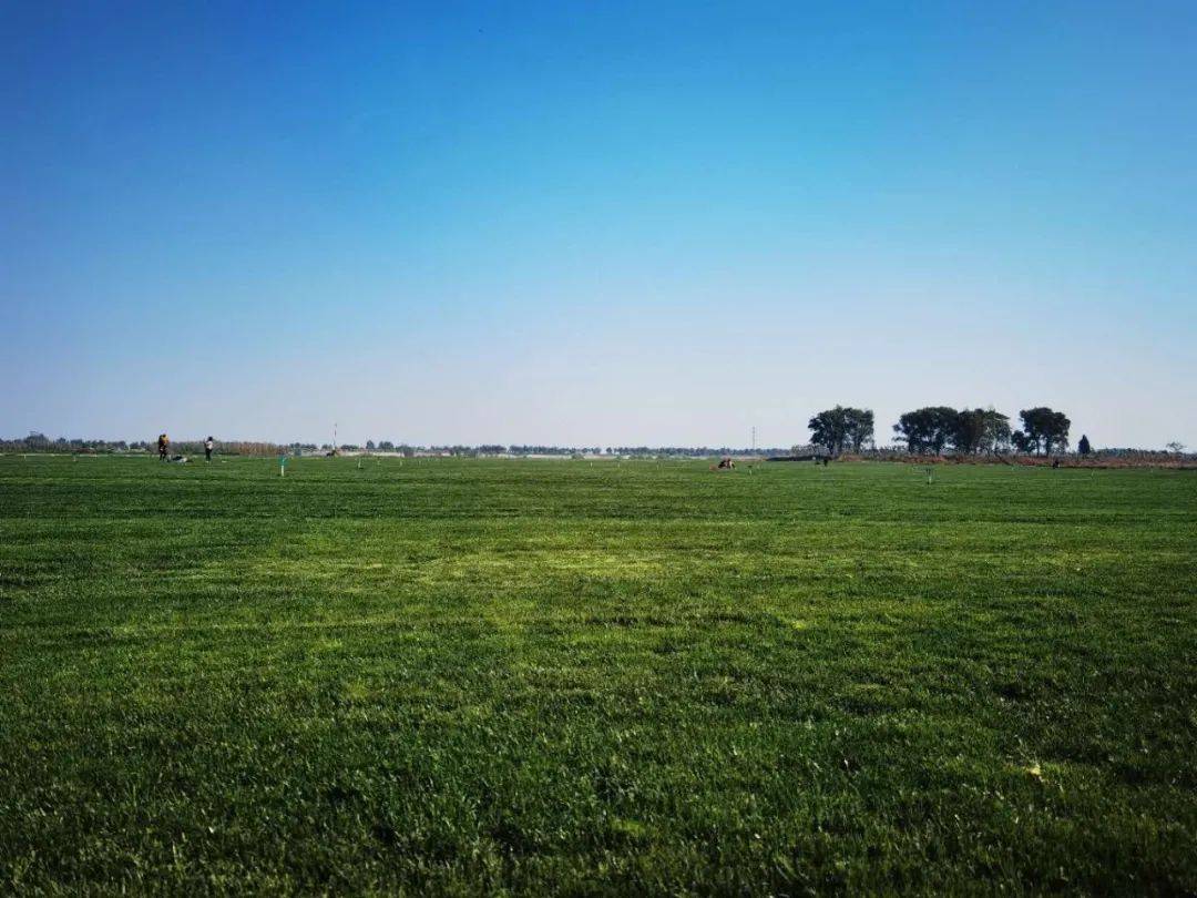 第三个位置导航"百里黄河风景区坝上草原",这里是一片人工草坪基地