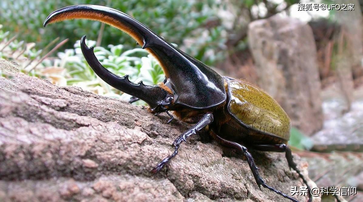 长戟犀金龟只是一只大甲虫为什么我国海关一定要把它截下来