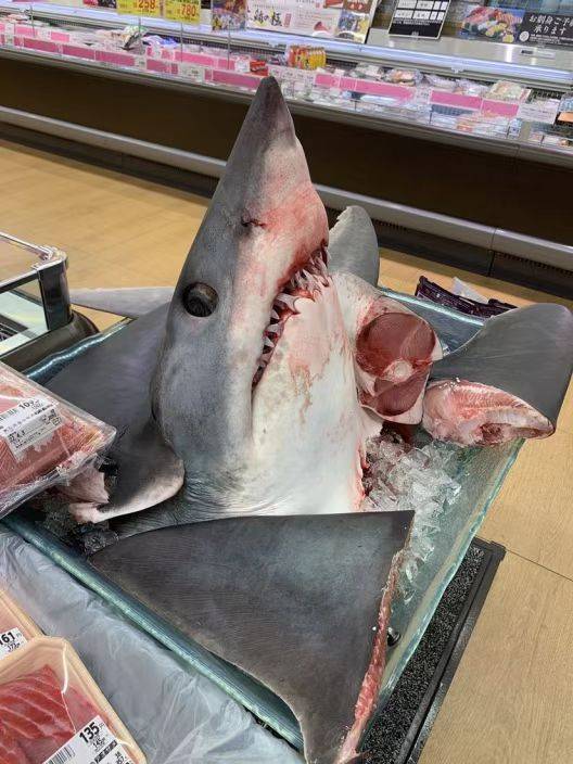 日本超市摆卖巨大的“鲨鱼头”，鲨鱼肉居然如此便宜？_捕捞_价格_鱼肝
