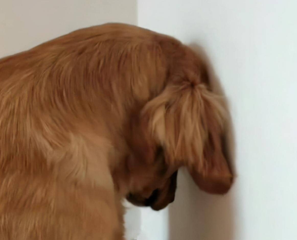 原创狗狗犯错之后常见的6种反应就像小孩子一样