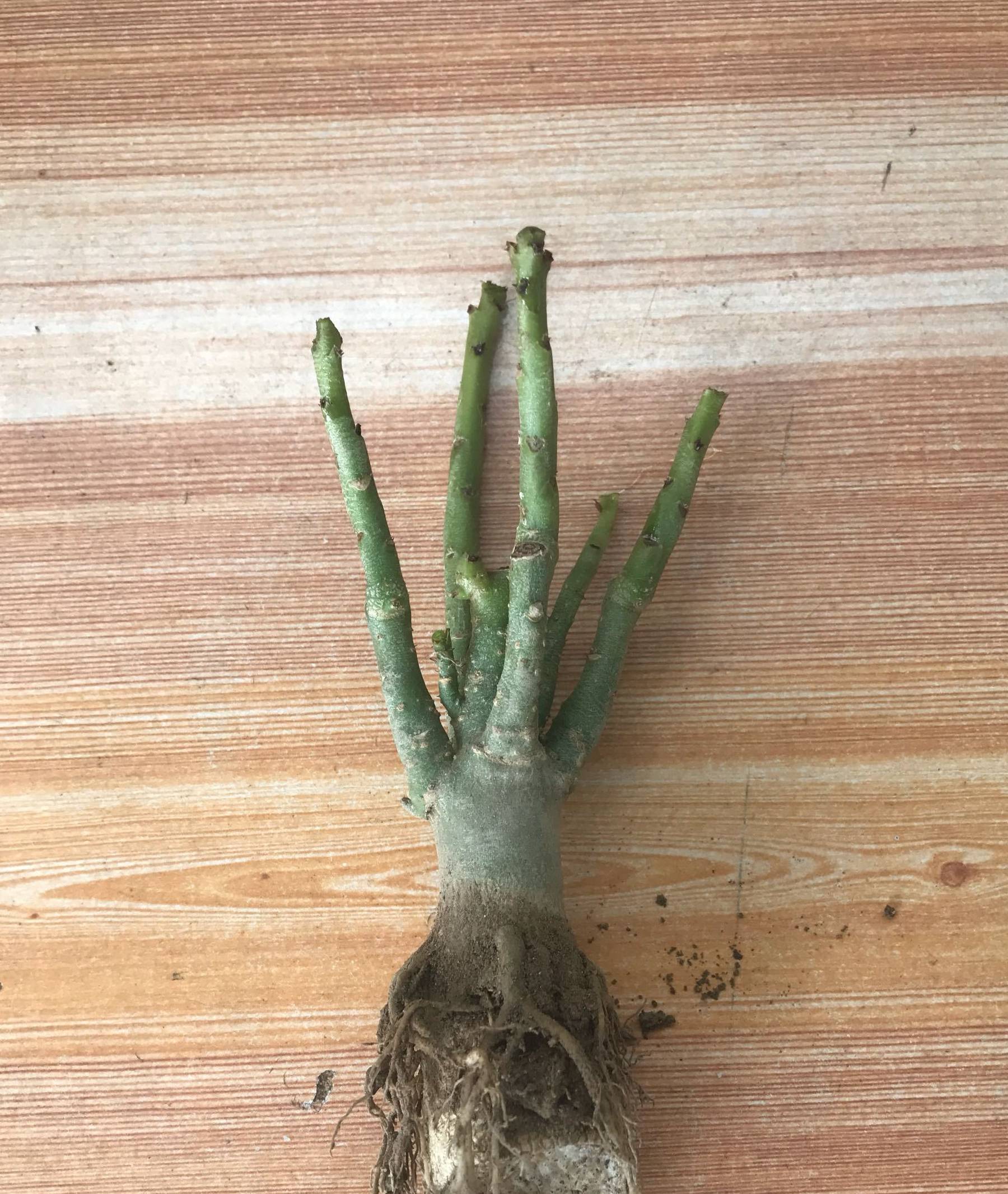 沙漠玫瑰是肉质根,容易烂根!常见烂根原因有这些点_养护_土壤_环境