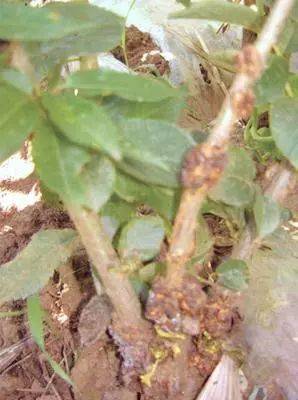 发病_根瘤_土壤