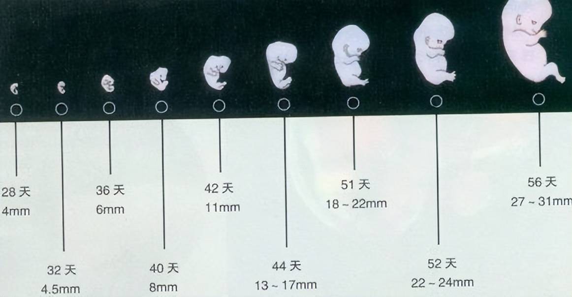 胎长:胎儿身长也没有多大,一个月之内的胎儿差不多在0