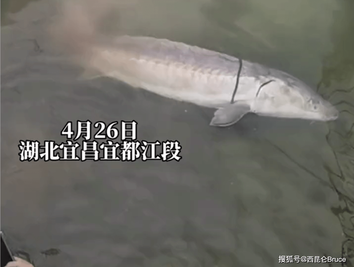 原创3米300斤一头野生中华鲟在宜昌搁浅世界最大目前正获救治疗