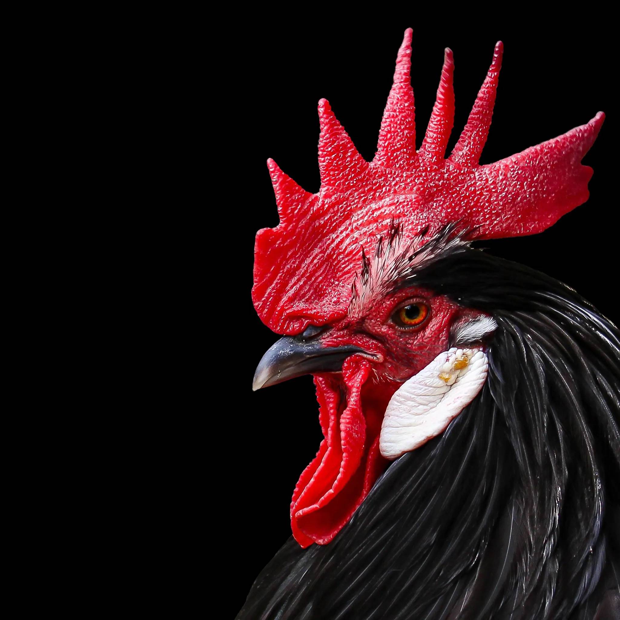 俗语:"十年鸡头胜砒霜",究竟是从何而来?真的有毒?不能吃?_鸡冠_说法_