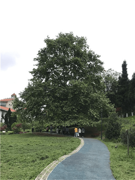 甲秀樓_建築_植物園