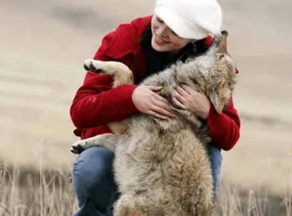 12年前,将狼当儿子养的成都女孩,10年后在草原和狼儿子再度相认