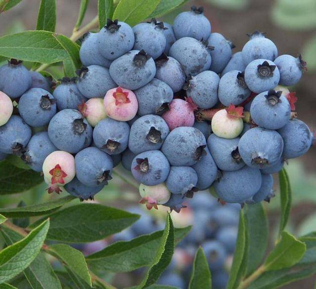 盆栽蓝莓家家户户都值得拥有，就因为养护简单，营养价值高