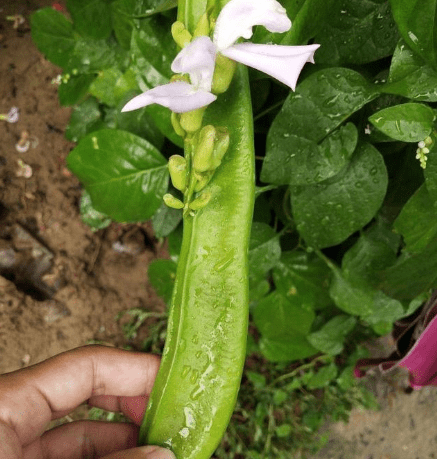 俗称"刀把豆",30年前常做腌菜吃,产量高易管理,有空地别忘种_刀豆