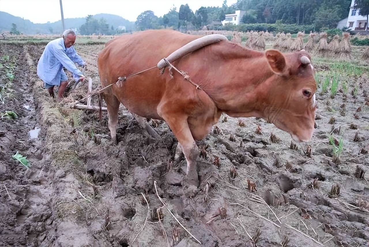 二,牛轭乍一看上图还以为是啥,原来是铡刀,这可不是包青天的三口铡刀