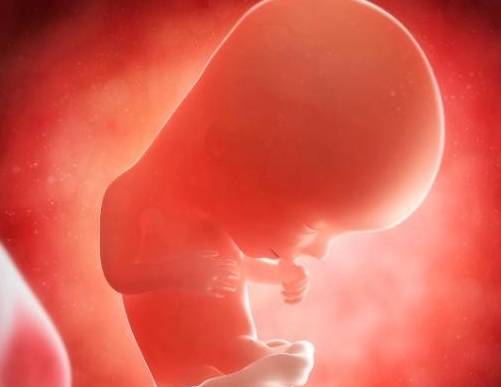 怀孕5个月胎儿图片图片