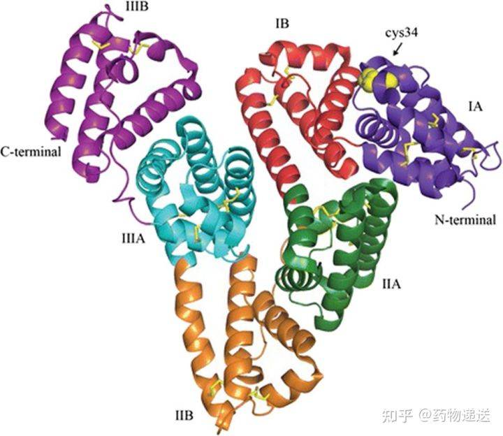 结构域是由疏水性和带正电荷的基团所形成的袋状结构,每个结构域中