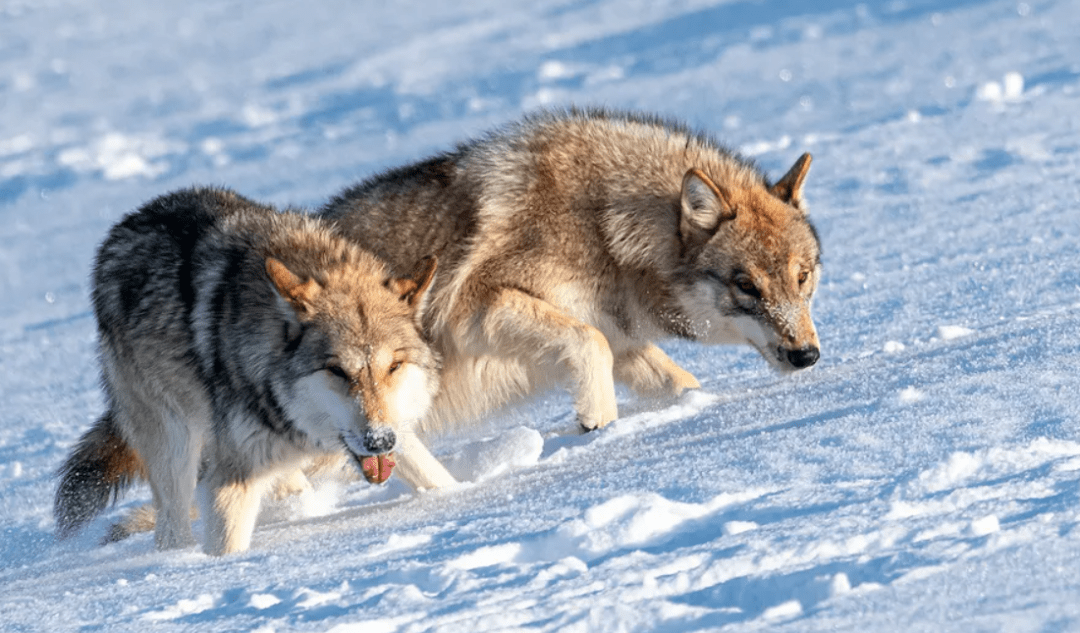 清道夫角色的微生物分解,即便是在寒冷的西伯利亚也会有这样的现象