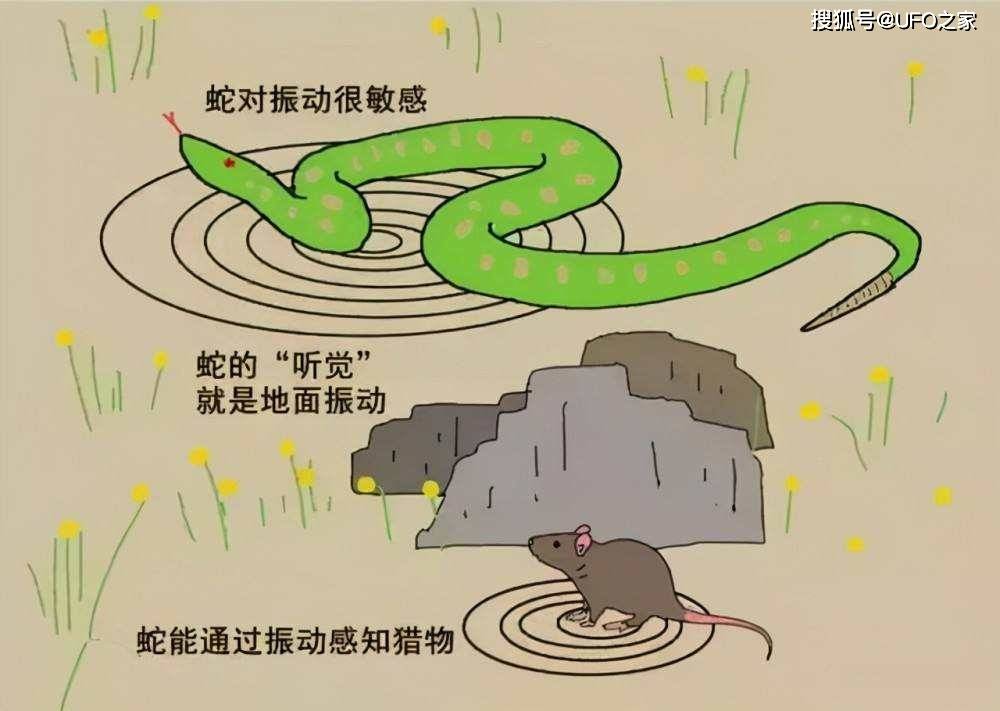 不该吓唬蛇70岁老伯激怒毒蛇被追着咬医生却表示非常幸运