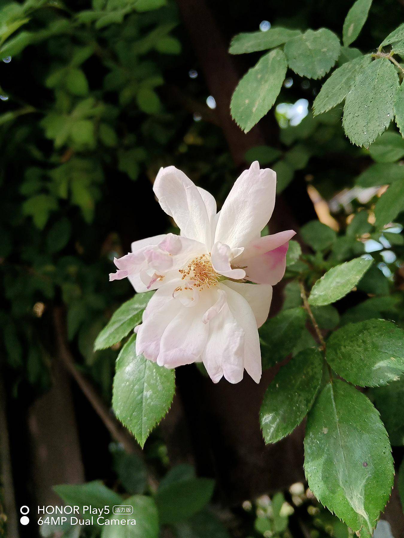 千元机里的拍照“显微镜”:荣耀play5活力版评测