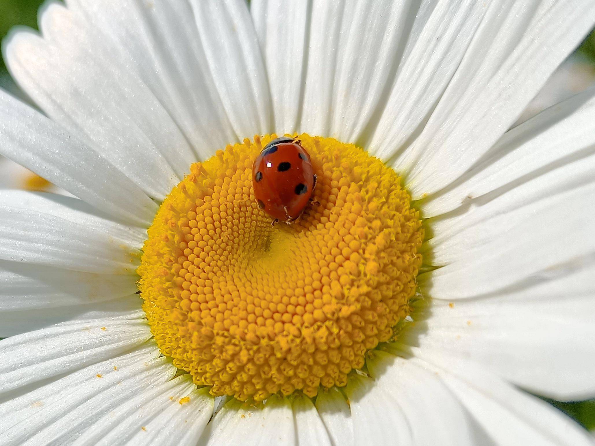 千元机里的拍照“显微镜”:荣耀play5活力版评测