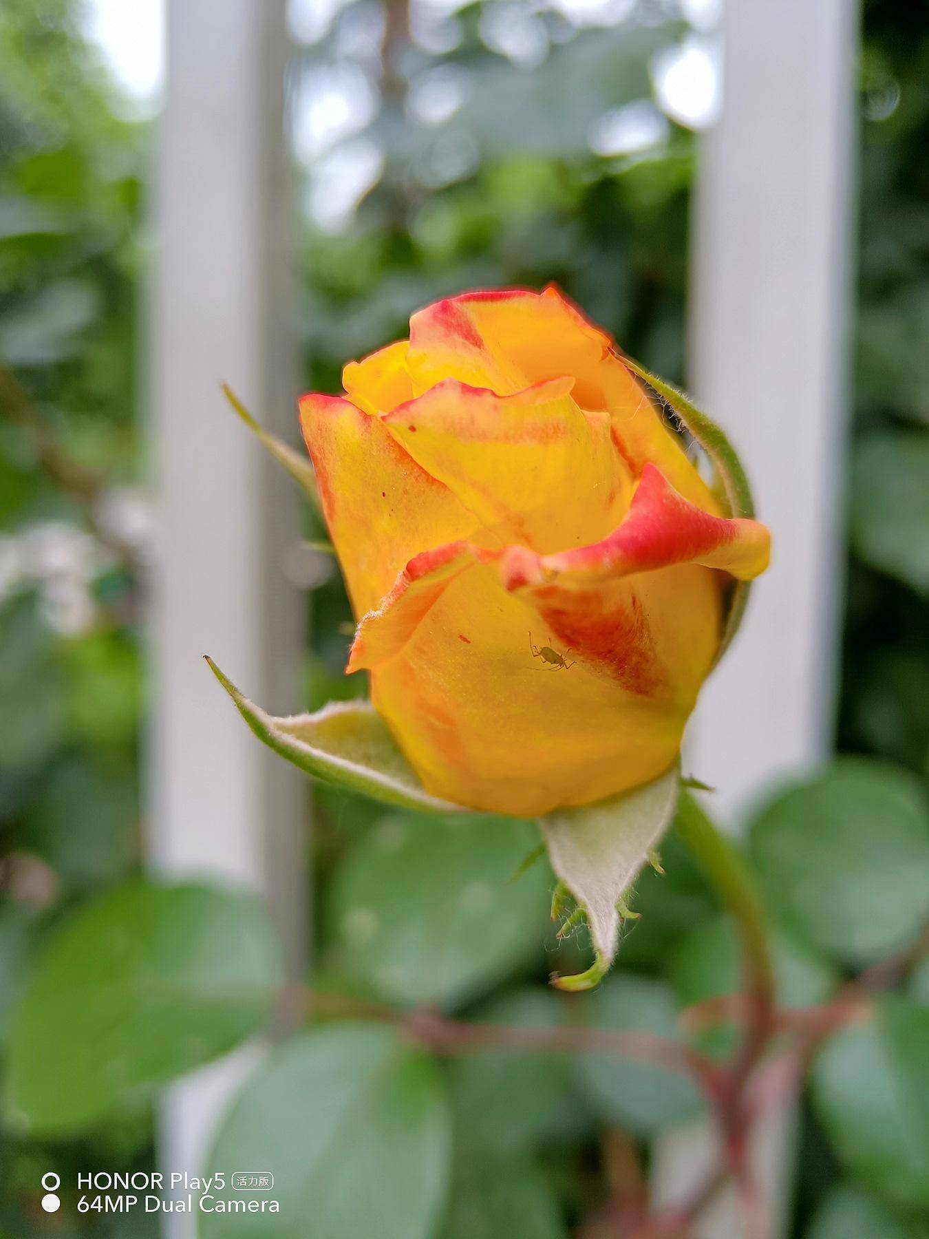 千元机里的拍照“显微镜”:荣耀play5活力版评测