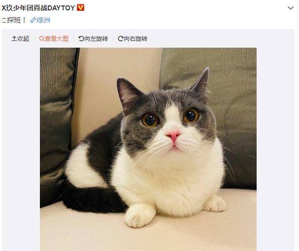 肖战的猫大头照片图片