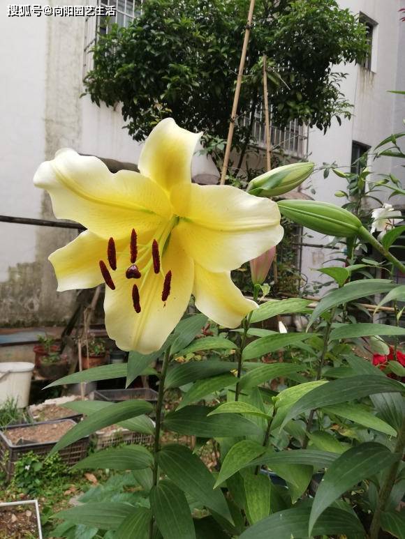 种百合花 1个盆里4个头 切记要分批种植 赏花时间更长 种球 开花 温度 种百合花 1个盆里4个头 切记要分批种植 赏花时间更长 种球 开花 温度