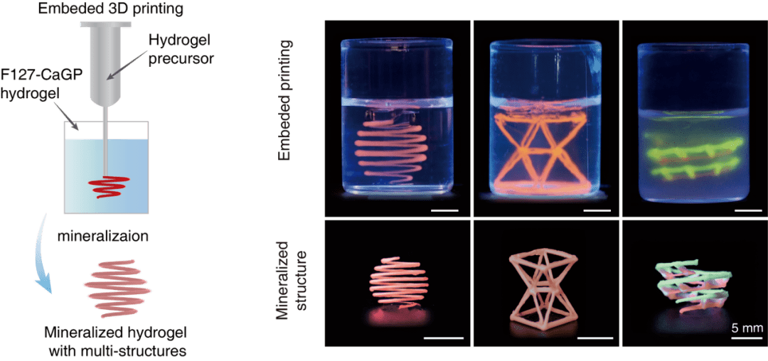南科大实现力学行为水凝胶材料的3d打印,可用于骨修复植入物制造_结构