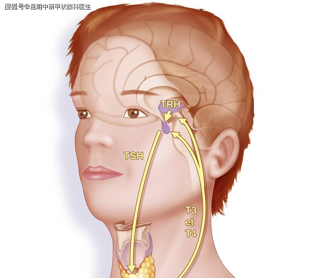 tsh是腺垂体分泌的,对甲状腺激素有负反馈调节作用,用于诊断亚临床