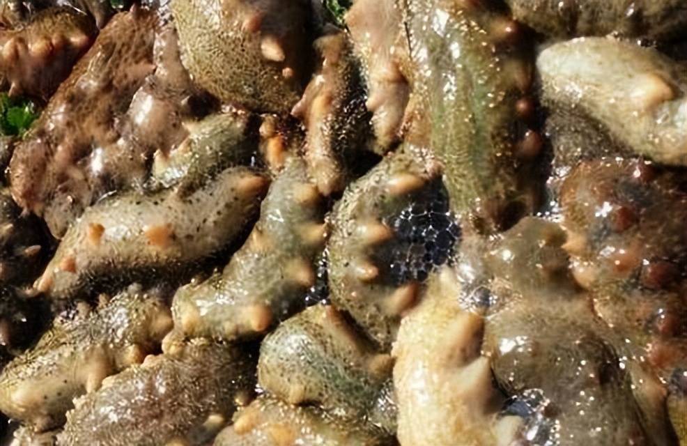 一亩海参要多少成本养海参50亩投资多少海参养殖利润怎么样