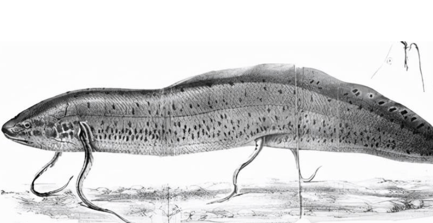 原创非洲肺鱼的悲伤不吃不喝藏在地下好几年还是躲不过人类的挖掘