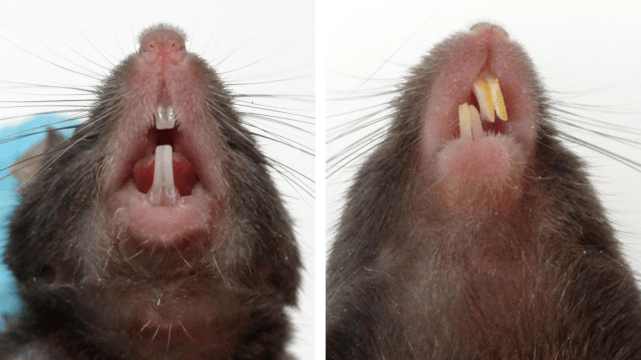 地鼠牙齿图片图片