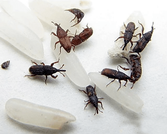 米象是从哪里来的?有的人估计会有所疑惑了,这些虫卵是从何而来的?