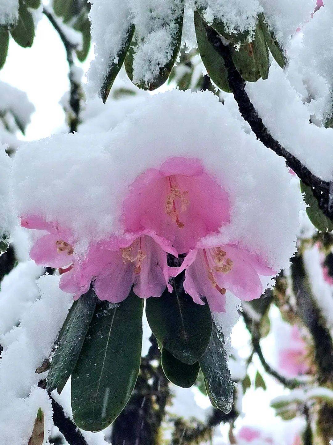 雪山杜鹃花照片图片