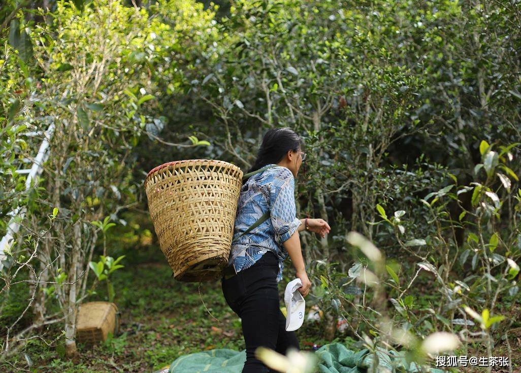 普洱茶是不是都要手工采摘?_古树茶_茶树_叶或