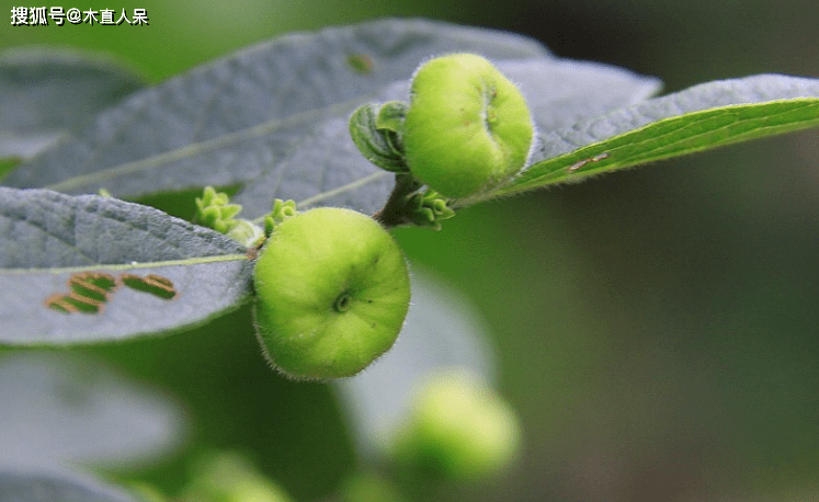 中藥植物算盤子簡介