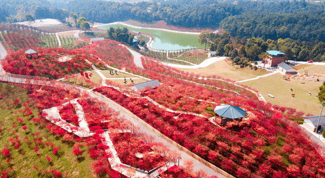 重庆一大型景区走红，千亩红枫林美如幻境，门票免费却少有人知
