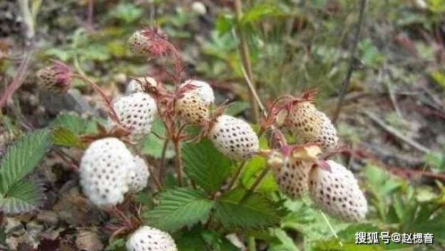 這野草叫白泡兒,學名叫做白藨,為薔薇科草莓屬植物黃毛草莓的全草.