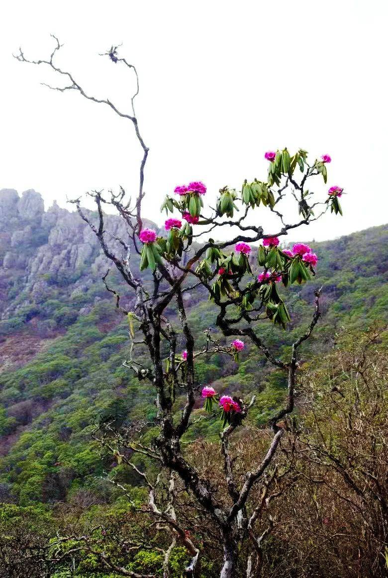 万亩杜鹃林这里集宁利乡长坪村委会的药山坐落于宁蒗彝族自治县青龙海